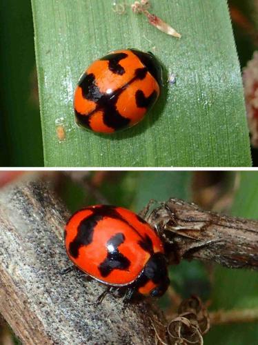 Coccinella transversalis